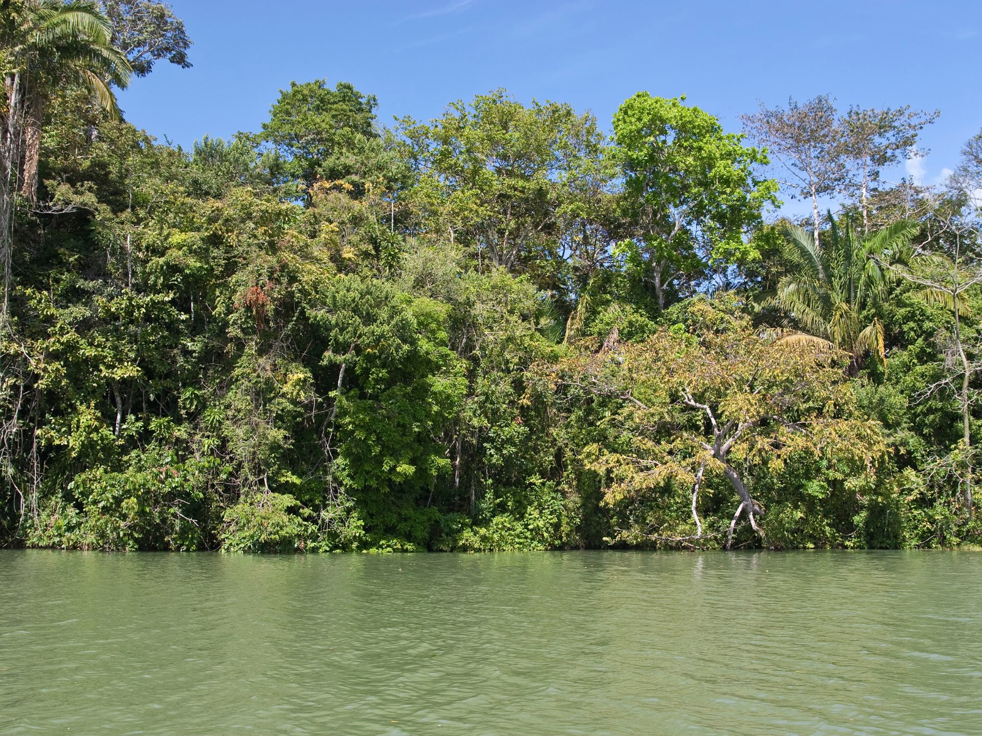 Fluss im Regenwald von Panama