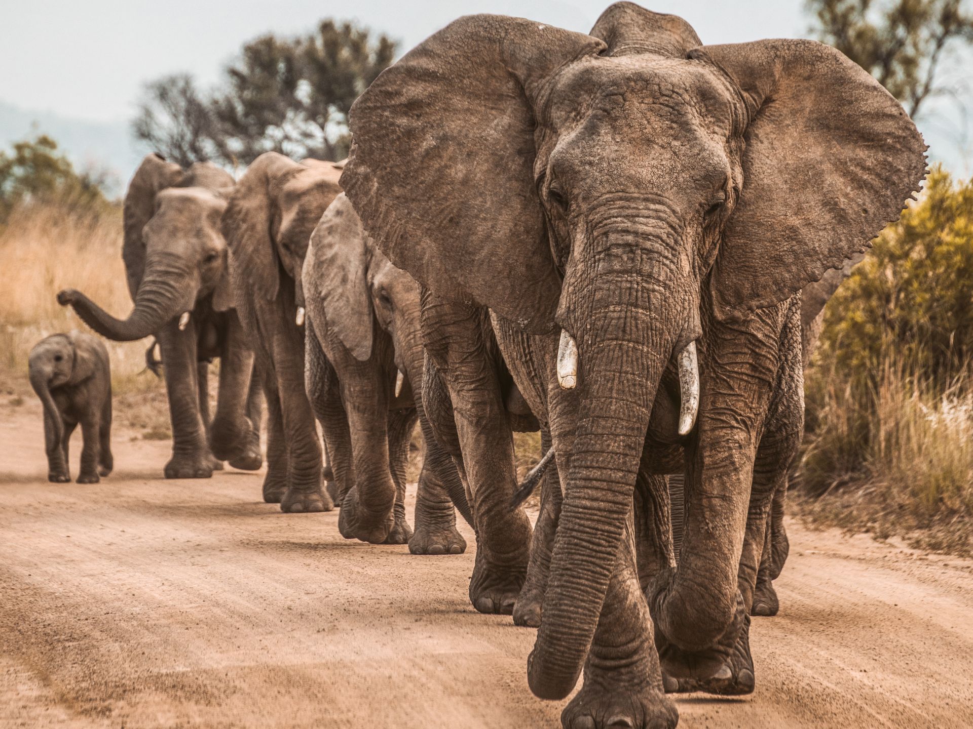 Eine Elefantenherde läuft in einer Reihe den Weg entlang